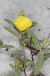 Coastal sand frostweed